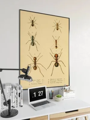 Ants Poster Print| Vintage Science Print