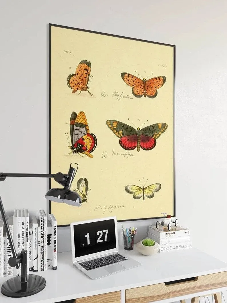 Butterfly Poster Print| Vintage Science Print