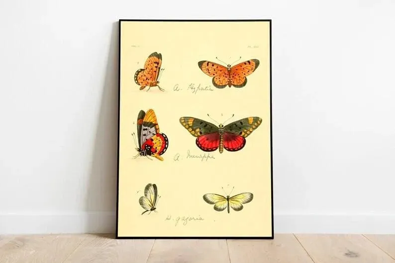 Butterfly Poster Print| Vintage Science Print