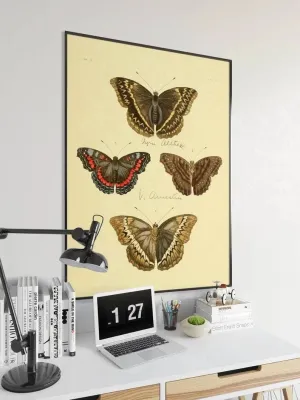 Butterfly Poster Print| Vintage Science Print