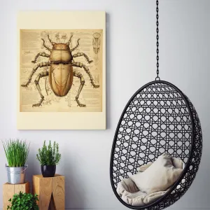 Drawings Beetle 02 Da Vinci Style Vintage Framed Canvas Prints Wall Art Hanging Home Decor