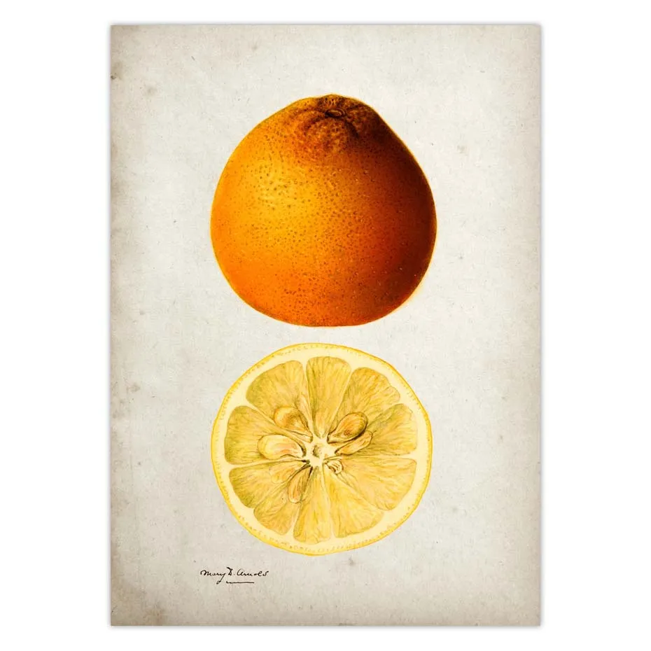 Fruit Kitchen Poster Vintage Wall Art