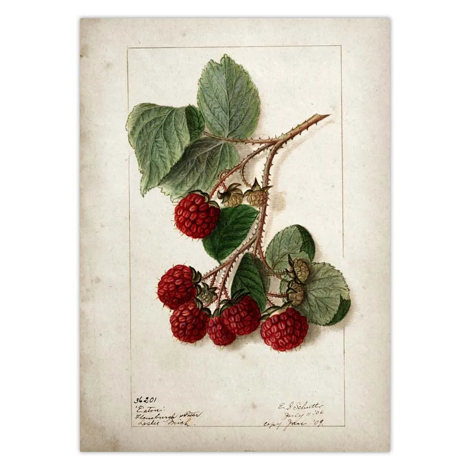 Fruit Kitchen Poster Vintage Wall Art
