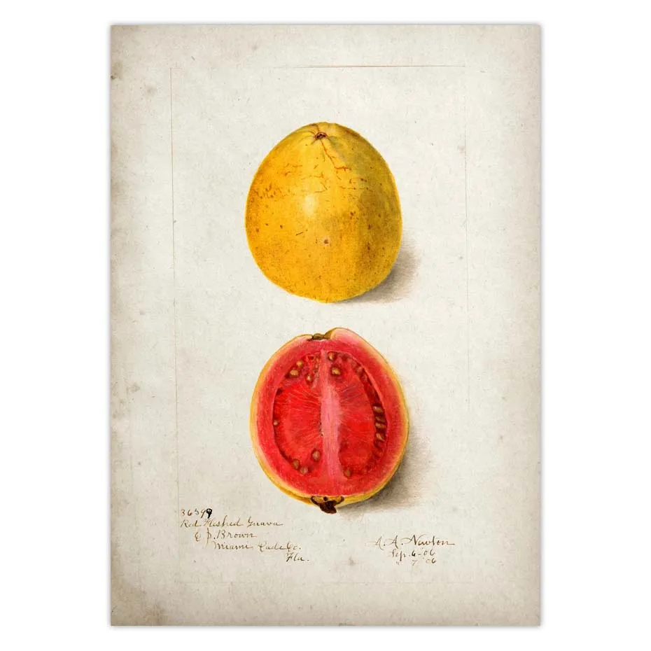 Fruit Kitchen Poster Vintage Wall Art