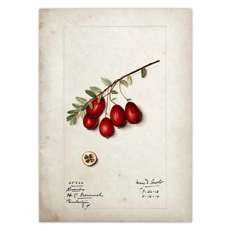 Fruit Kitchen Poster Vintage Wall Art