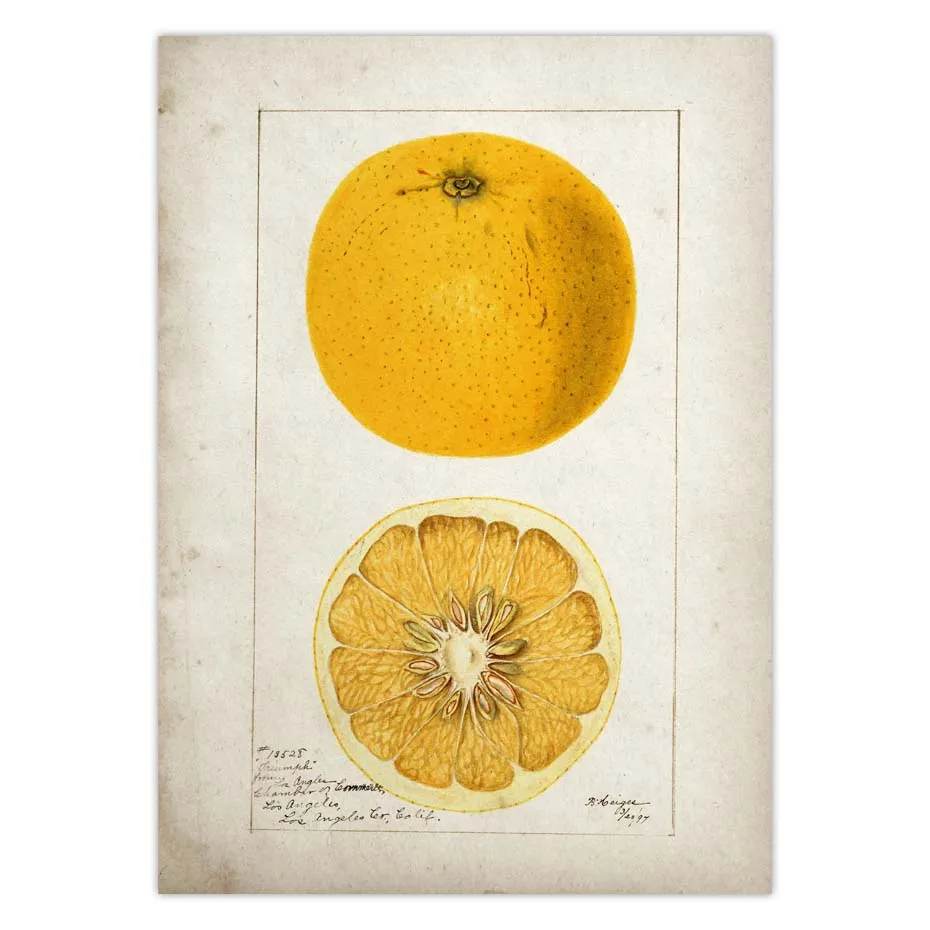 Fruit Kitchen Poster Vintage Wall Art