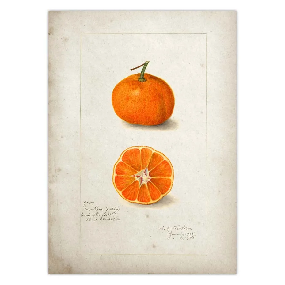 Fruit Kitchen Poster Vintage Wall Art