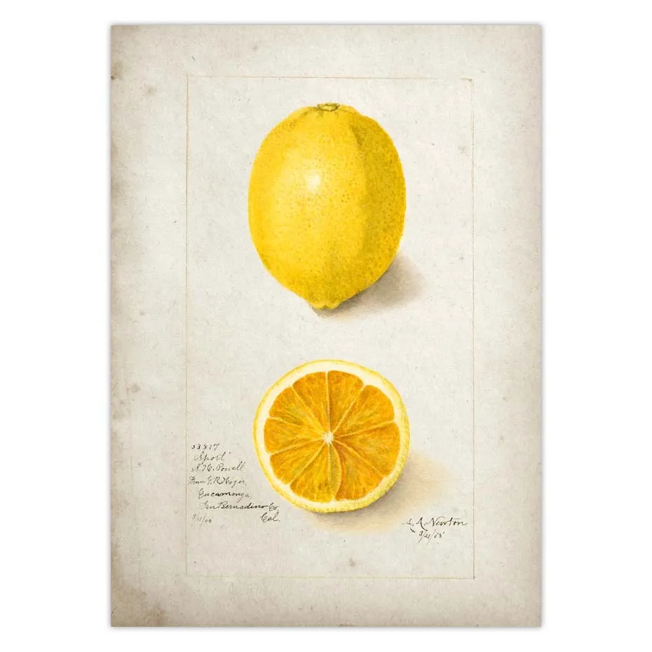 Fruit Kitchen Poster Vintage Wall Art