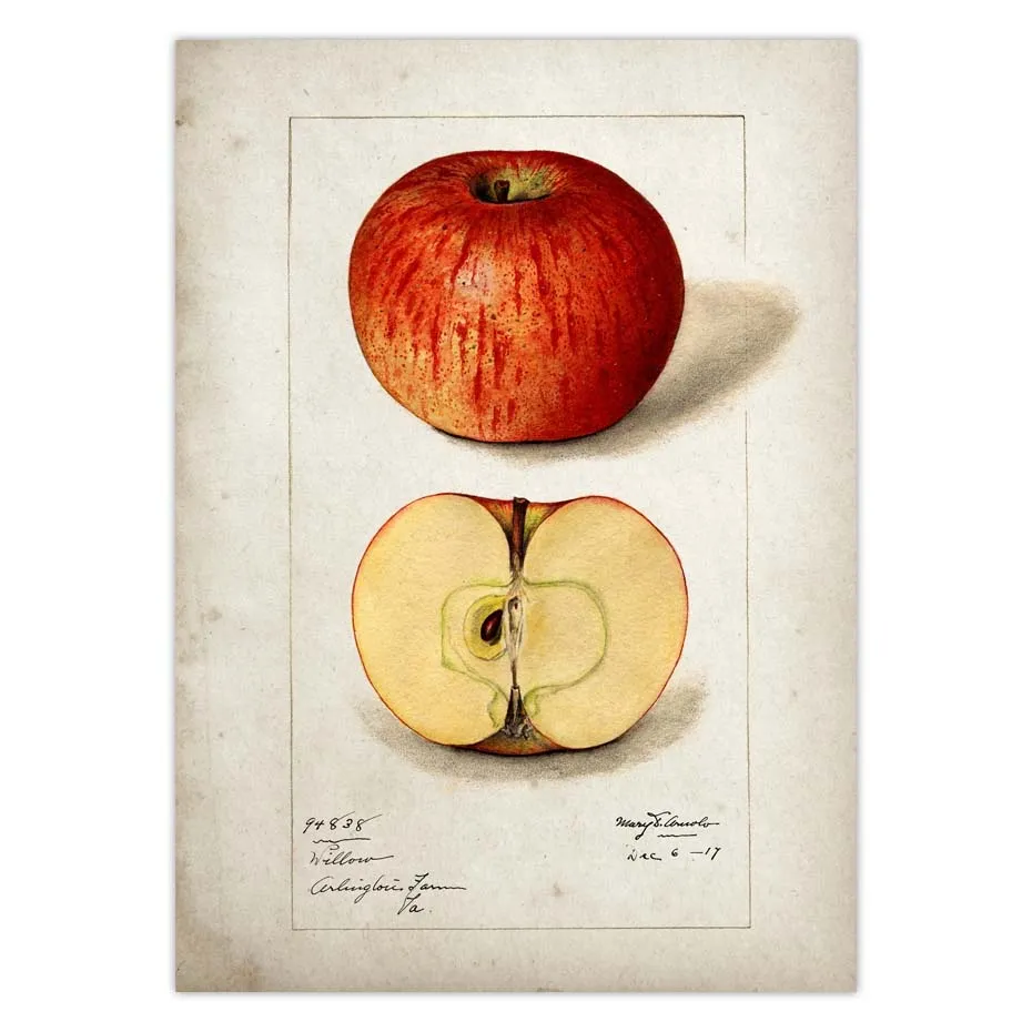 Fruit Kitchen Poster Vintage Wall Art