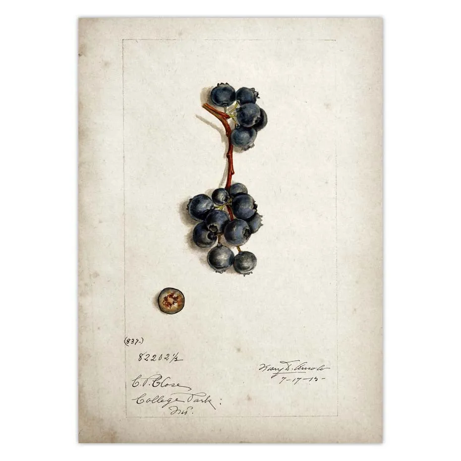 Fruit Kitchen Poster Vintage Wall Art
