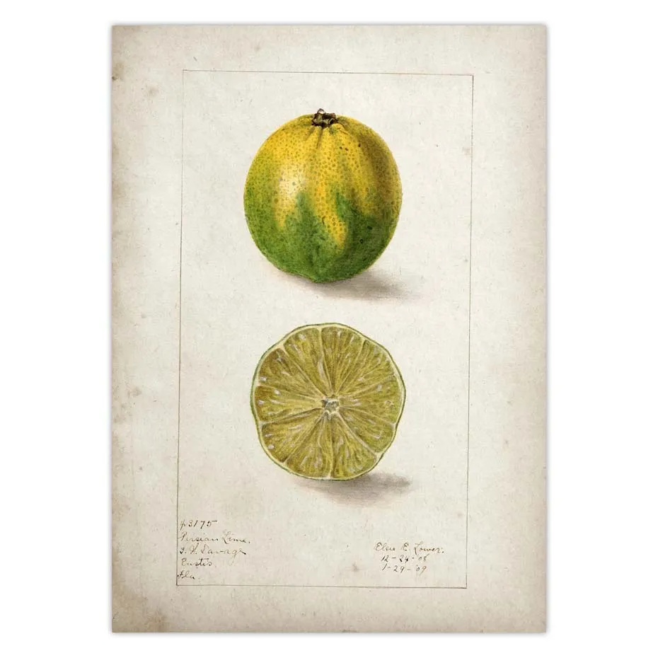 Fruit Kitchen Poster Vintage Wall Art