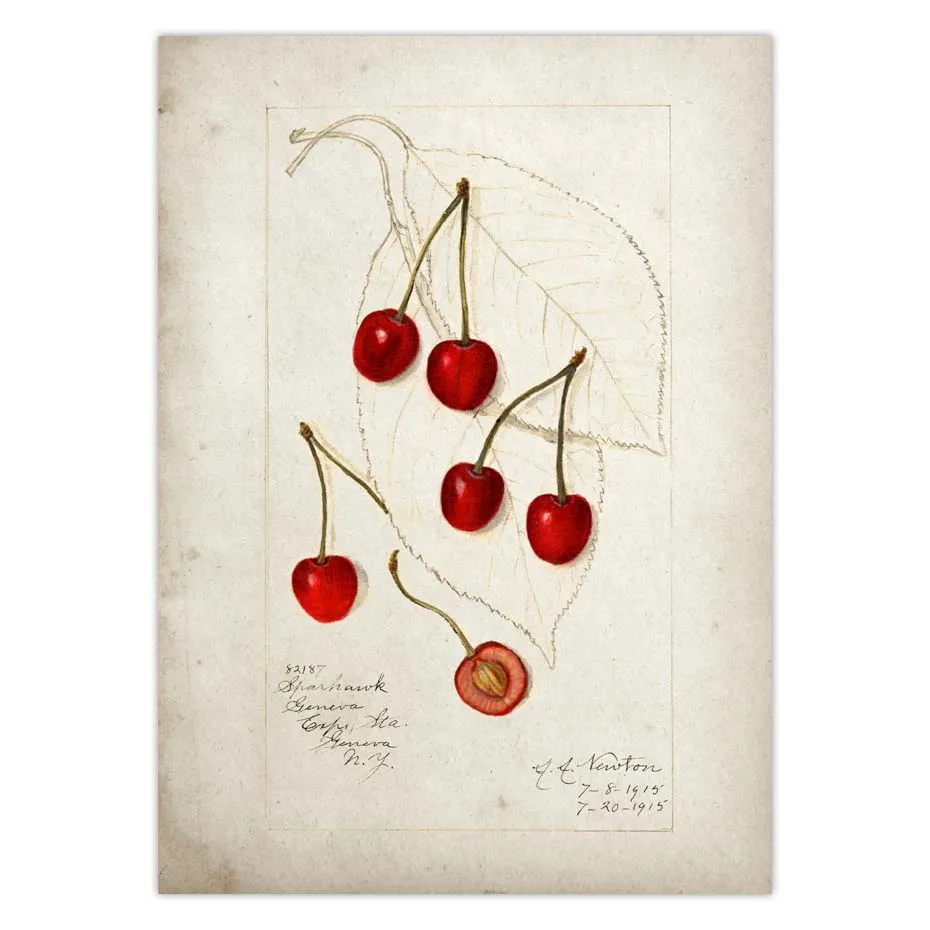 Fruit Kitchen Poster Vintage Wall Art