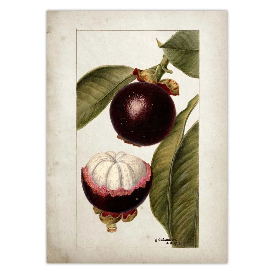 Fruit Kitchen Poster Vintage Wall Art