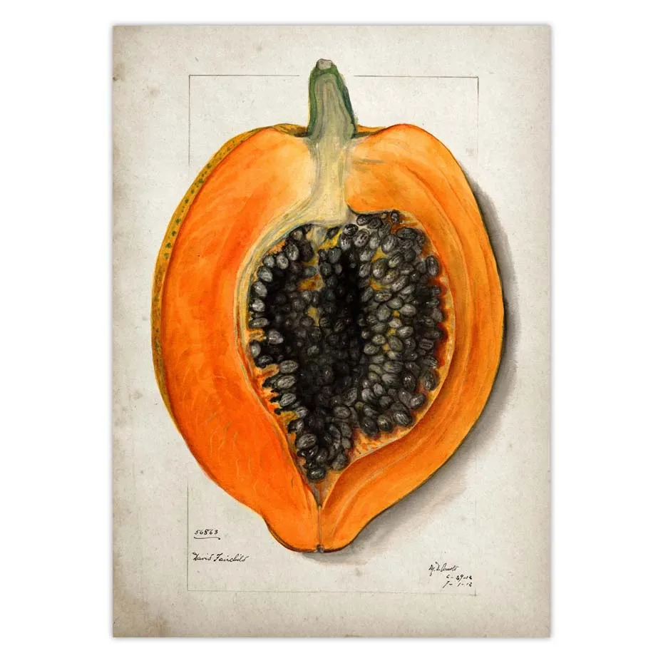 Fruit Kitchen Poster Vintage Wall Art