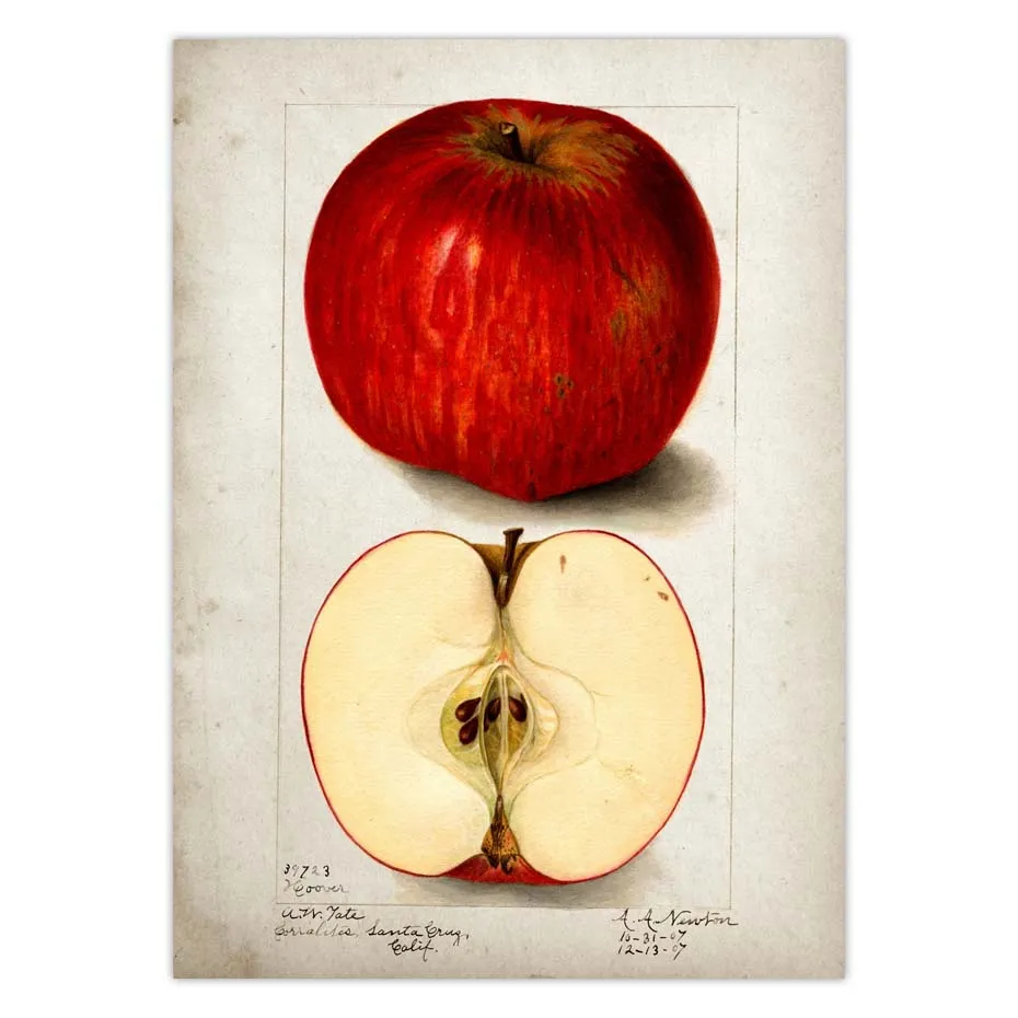 Fruit Kitchen Poster Vintage Wall Art