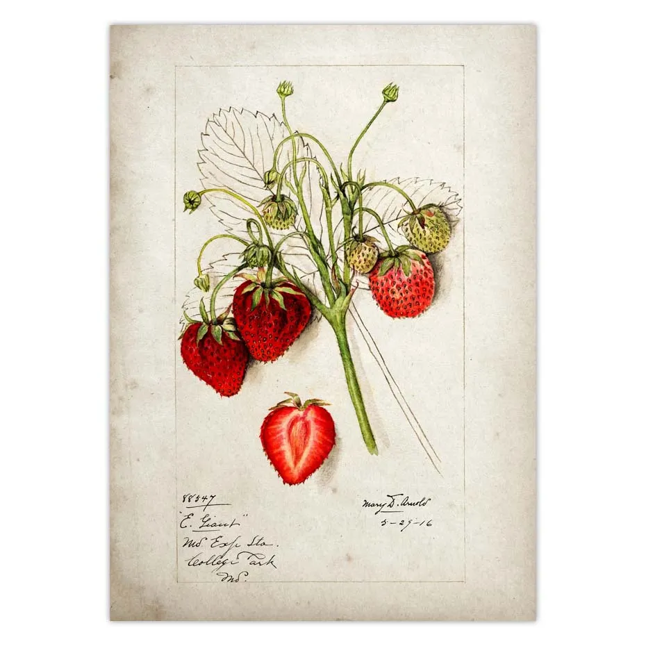 Fruit Kitchen Poster Vintage Wall Art