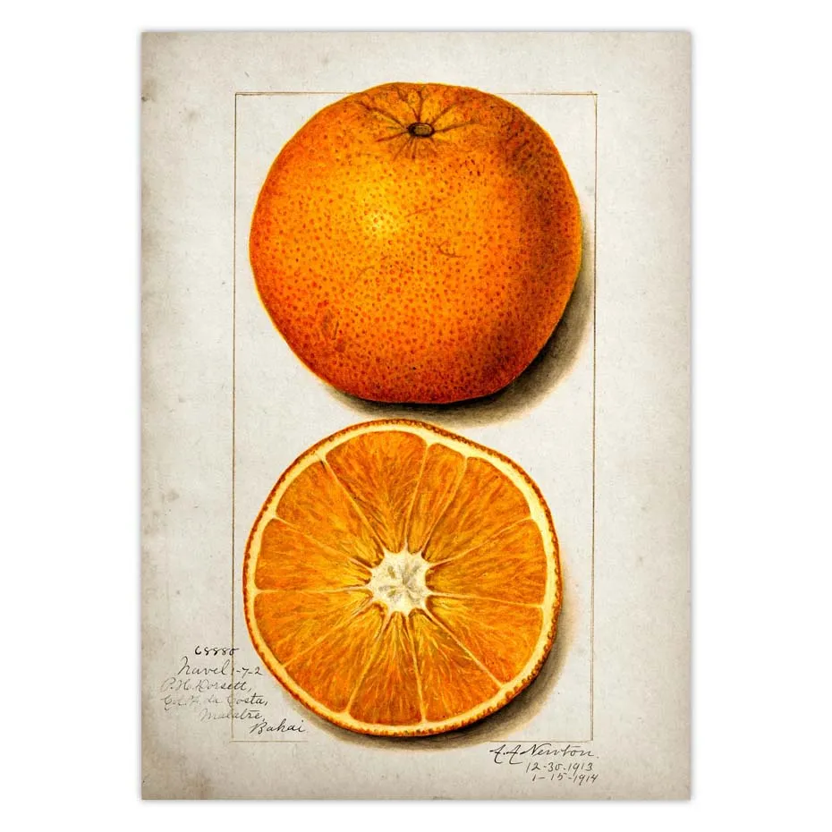 Fruit Kitchen Poster Vintage Wall Art