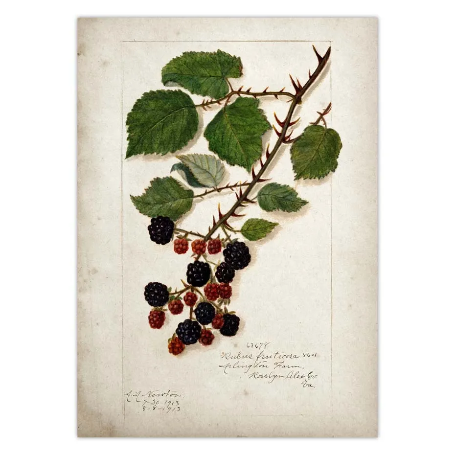 Fruit Kitchen Poster Vintage Wall Art