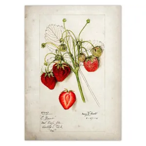 Fruit Kitchen Poster Vintage Wall Art