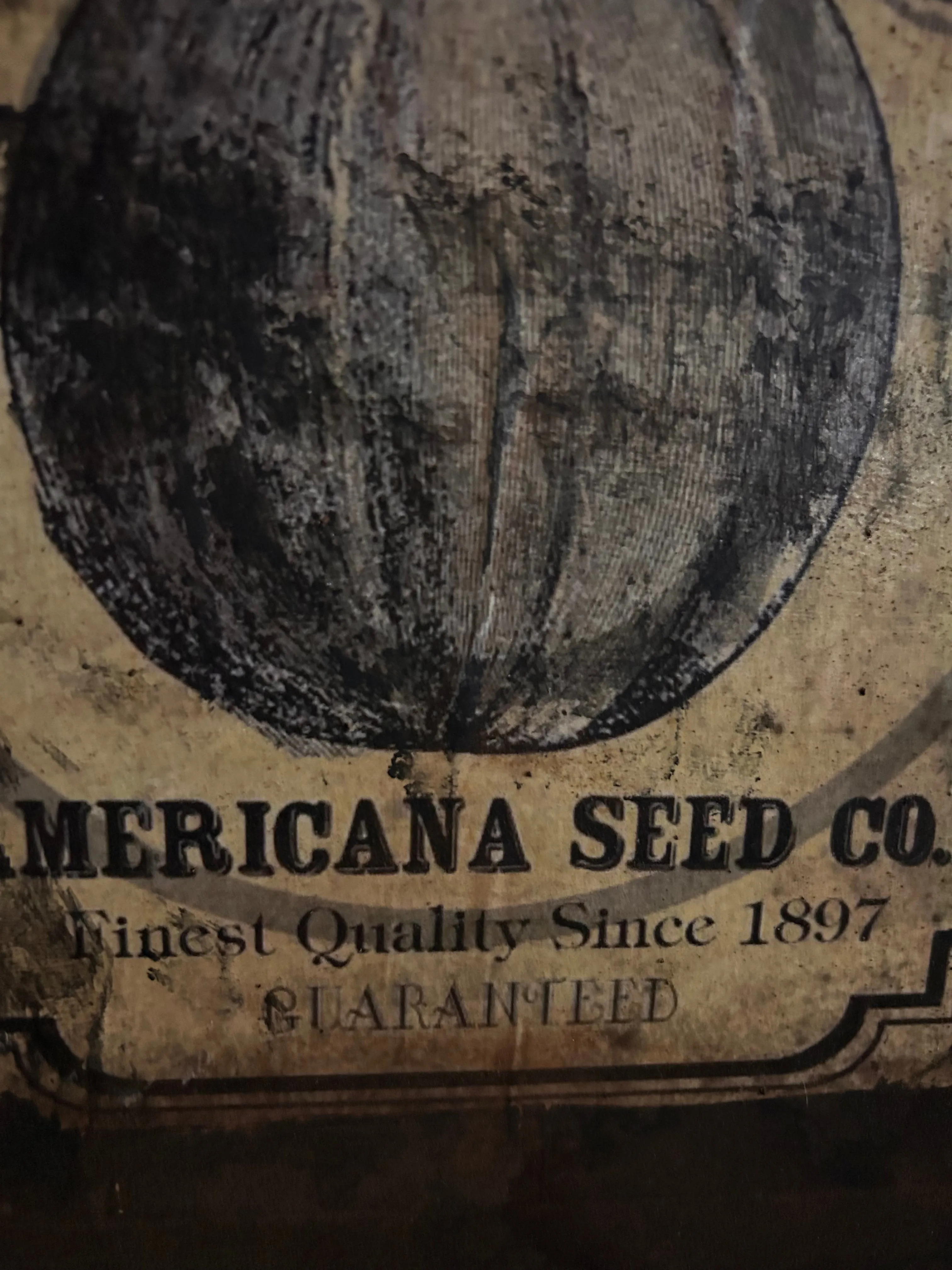 Pumpkin Seed Canvas Painting