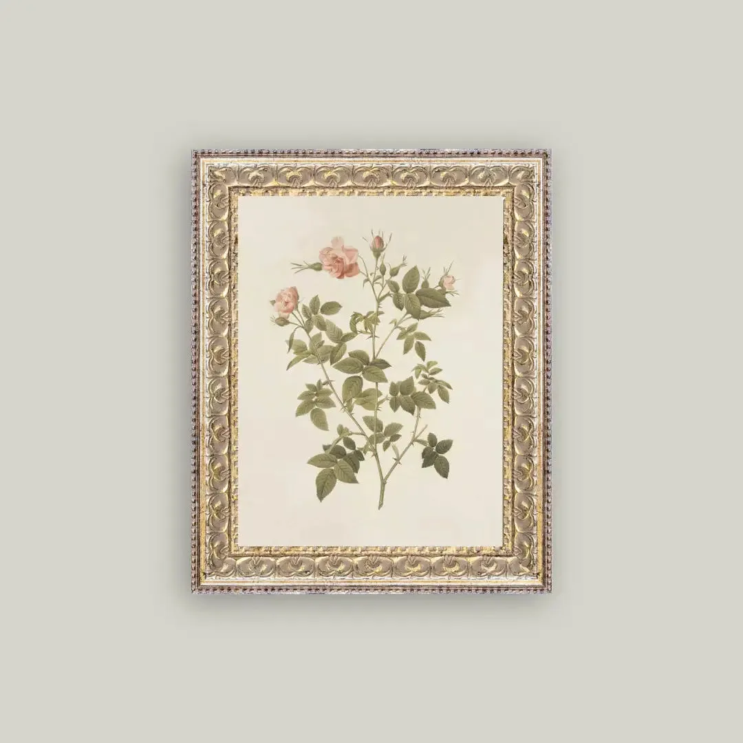 Rosa Framed Antique Print 8x10