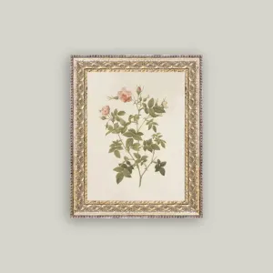 Rosa Framed Antique Print 8x10