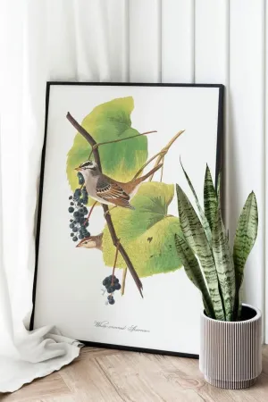 Vintage Bird Art Prints| Bird Poster
