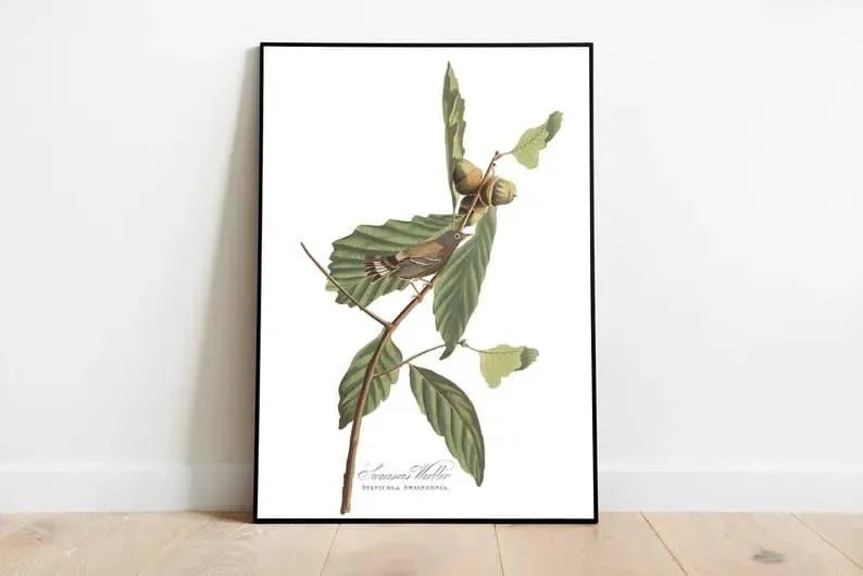 Vintage Bird Art Prints| Bird Poster
