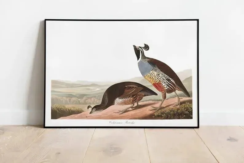 Vintage Bird Art Prints| Bird Poster