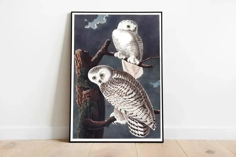 Vintage Bird Art Prints| Bird Poster