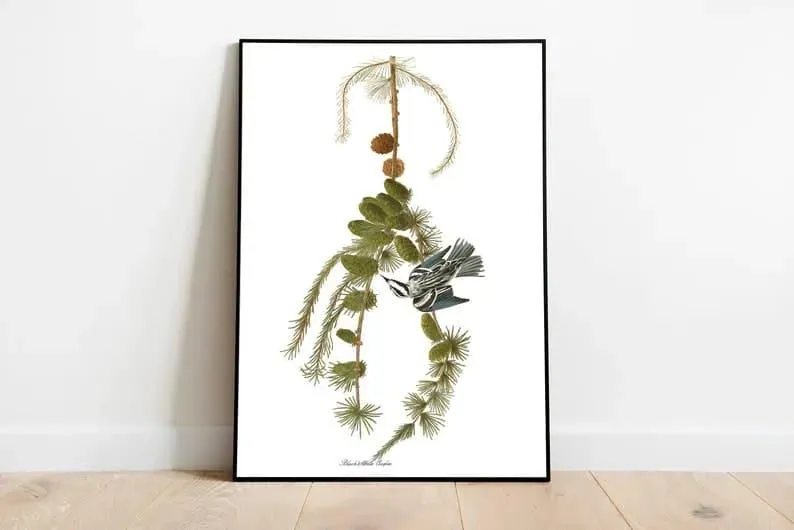 Vintage Bird Art Prints| Bird Poster