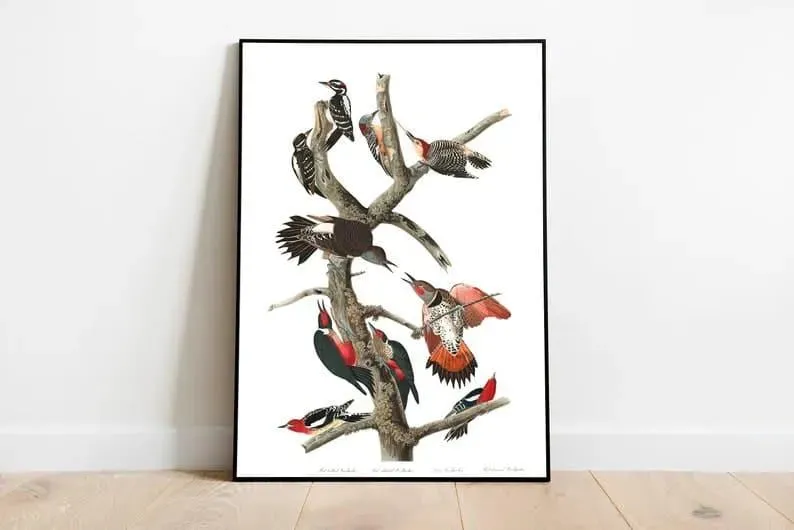Vintage Bird Art Prints| Bird Poster