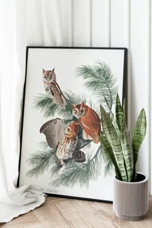 Vintage Bird Art Prints| Bird Poster
