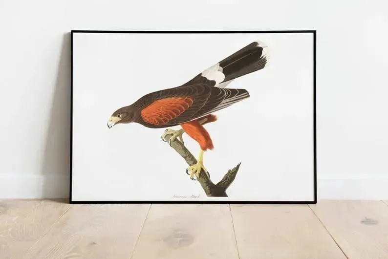 Vintage Bird Art Prints| Bird Poster