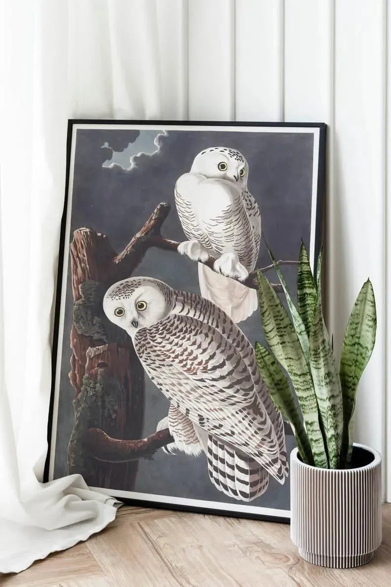 Vintage Bird Art Prints| Bird Poster