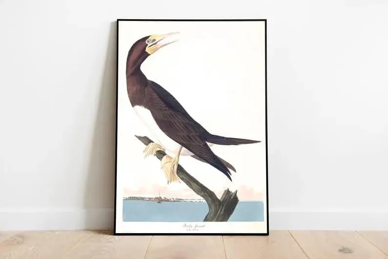 Vintage Bird Art Prints| Bird Poster