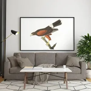 Vintage Bird Art Prints| Bird Poster