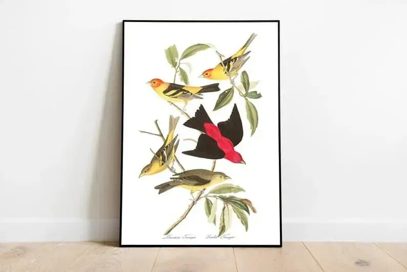 Vintage Bird Art Prints| Bird Poster