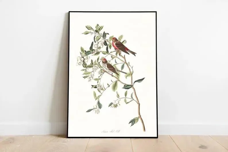 Vintage Bird Art Prints| Bird Poster