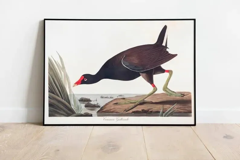 Vintage Bird Art Prints| Bird Poster