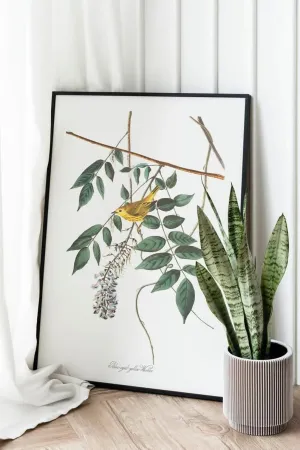 Vintage Bird Art Prints| Bird Poster