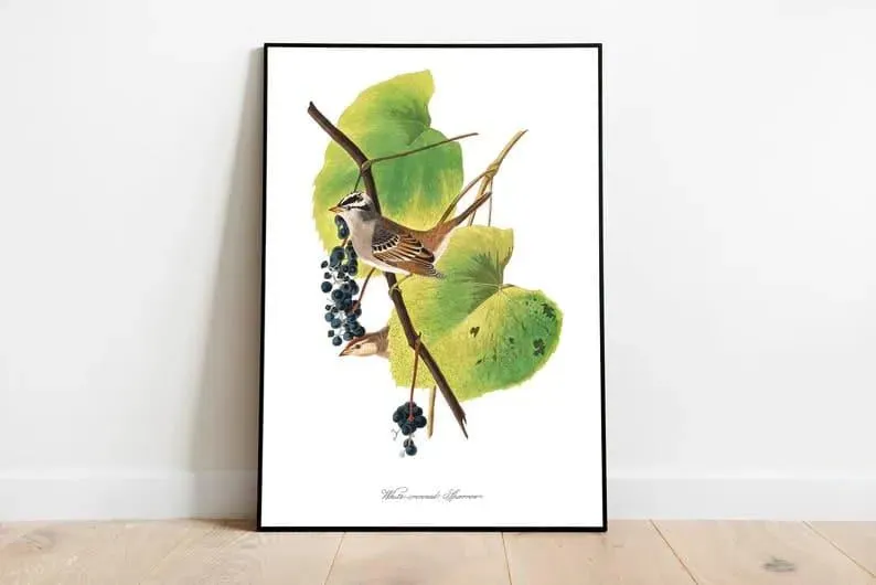 Vintage Bird Art Prints| Bird Poster