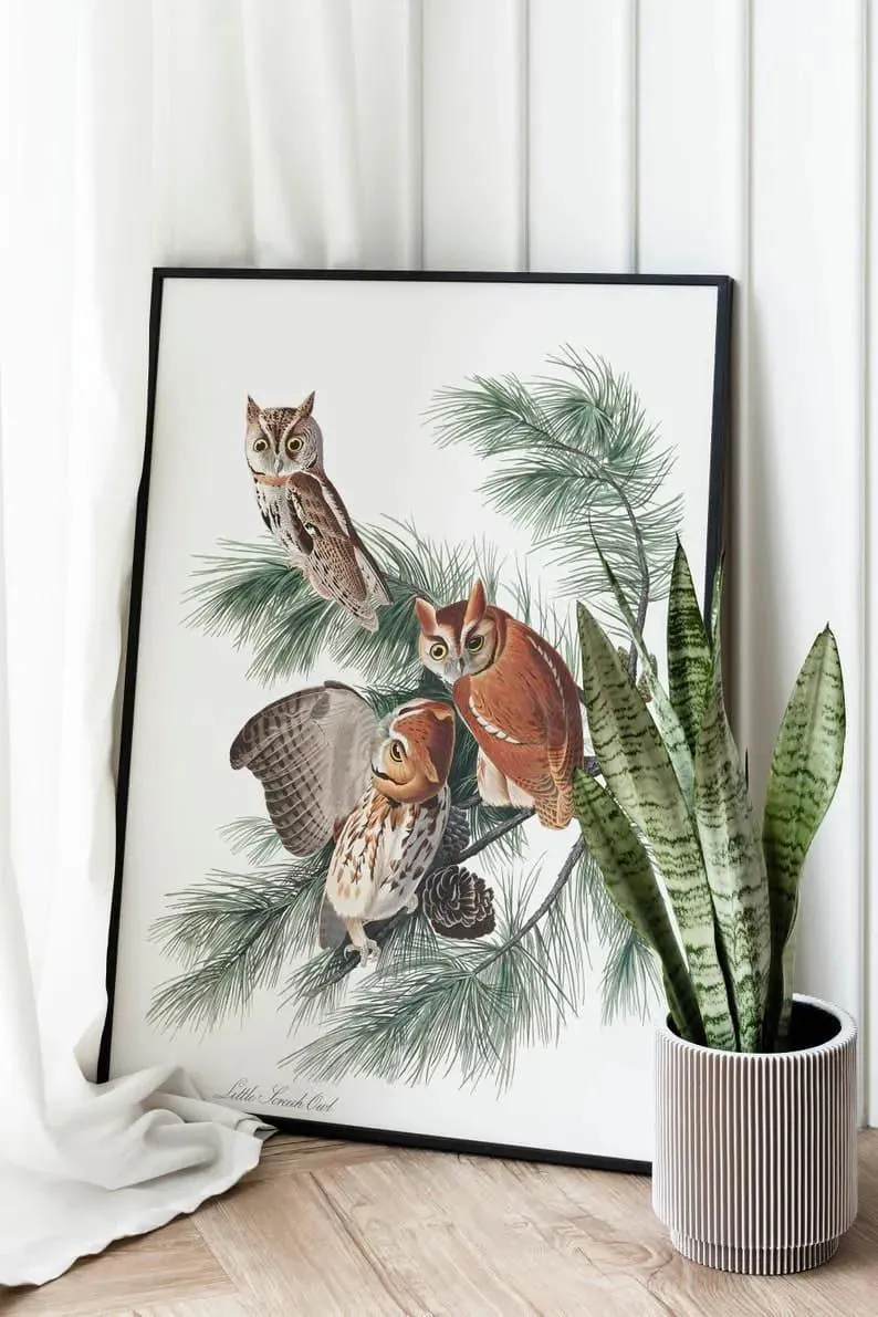 Vintage Bird Art Prints| Bird Poster