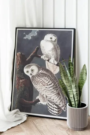 Vintage Bird Art Prints| Bird Poster
