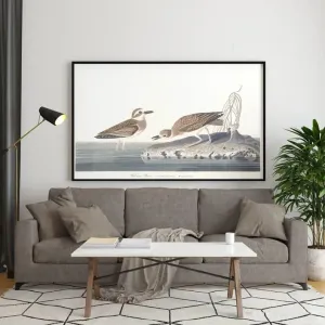 Vintage Bird Art Prints| Bird Poster