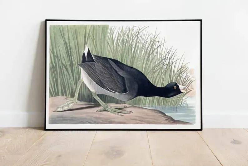 Vintage Bird Art Prints| Bird Poster