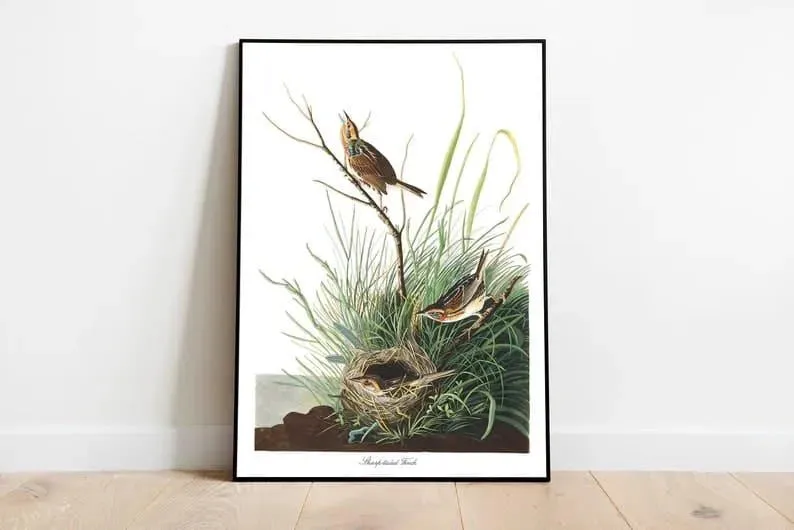 Vintage Bird Art Prints| Bird Poster