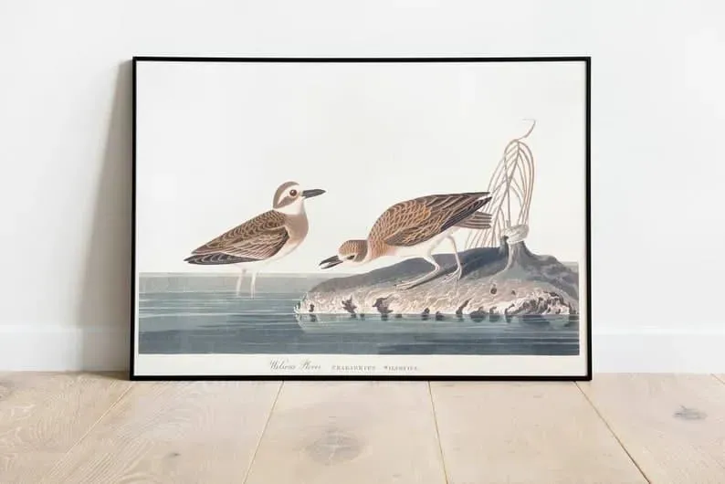 Vintage Bird Art Prints| Bird Poster