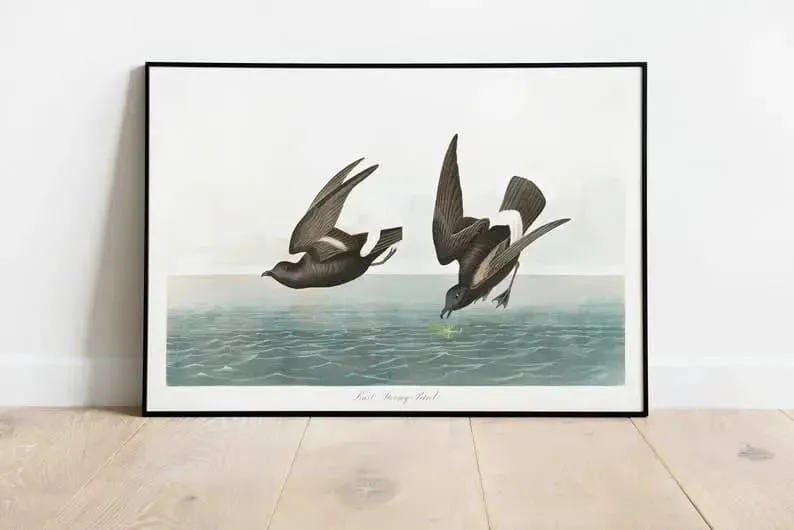 Vintage Bird Art Prints| Bird Poster