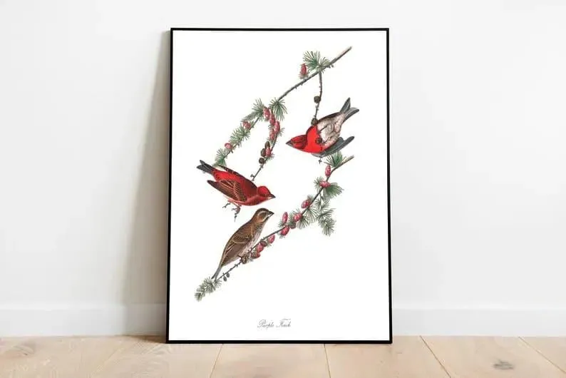 Vintage Bird Art Prints| Bird Poster